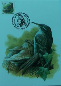 Short-toed Treecreeper (Certhia brachydactyla)