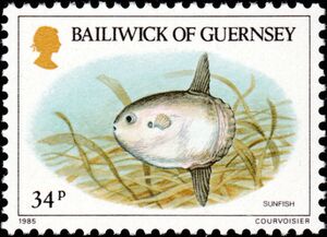 Ocean Sunfish (Mola mola)