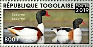 Common Shelduck (Tadorna tadorna)