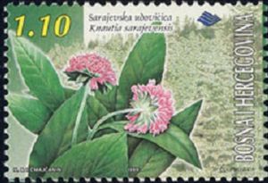 Knautia sarajevensis