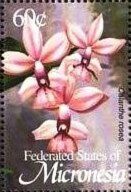 Calanthe rosea