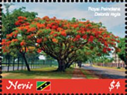 Royal Poinciana (Delonix regia) tree