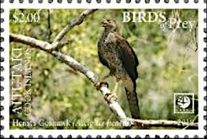 Henst's Goshawk (Accipiter henstii)