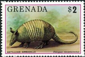 Nine-banded Armadillo (Dasypus novemcinctus