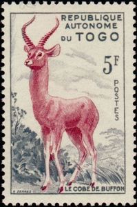 Buffon's Kob (Kobus kob)