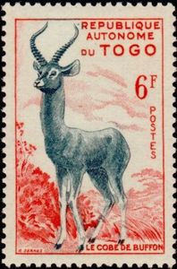 Buffon's Kob (Kobus kob)