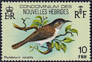 Vanuatu Honeyeater (Phylidonyris notabilis)