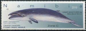 Stamp: Pygmy Right Whale (Caperea marginata) (Namibia(Whale Species of  Namibia (2019)) Mi:NA 1600,Sn:NA 1382,Yt:NA 1421,Sg:NA 1340