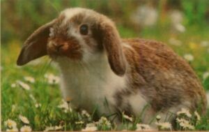 Calendario de Bolsillo: Rabbit (Bulgaria(Animals) Col:BUL-2017-Animal ...