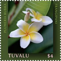 Frangipani (Plumeria rubra)