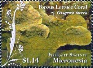 Porous Lettuce Coral (Oxypora lacera)