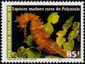 Spiny Seahorse (Hippocampus histrix)