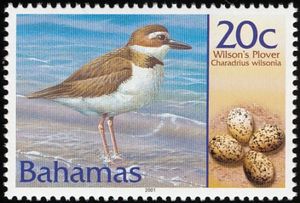 Wilson's Plover (Charadrius wilsonia) 