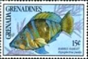 Barred Hamlet (Hypoplectrus puella)