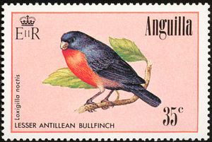 Lesser Antillean Bullfinch (Loxigilla noctis) 