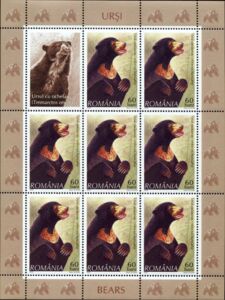 Sun Bear (Helarctos malayanus) MS