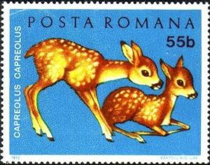 Western Roe Deer (Capreolus capreolus)