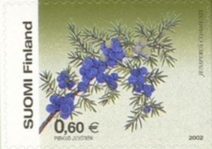 Common Juniper (Juniperus communis)