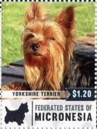 Yorkshire terrier
