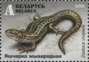 Viviparous Lizard (Zootoca vivipara)