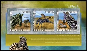 Grévy's zebra (Equus grevyi)