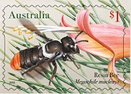 Resin Bee (Megachile macleayi)