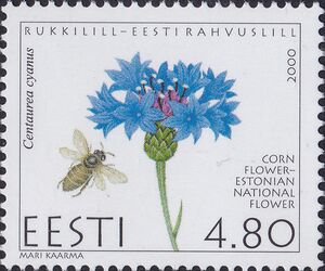 Estonian National Flower - Cornflower (Centaurea cyanus)