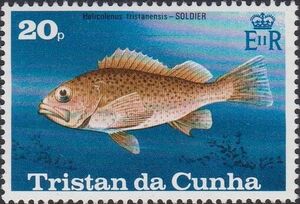 Soldier (Helicolenus tristanensis)