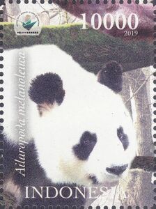 Panda (Ailuropoda melanoleuca)