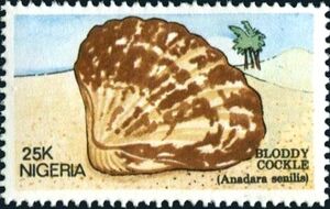 Senile Ark (Anadara senilis)