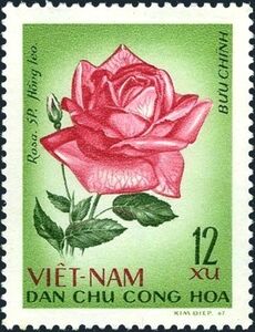 Red rose (Rosa hybr-rosaceae)