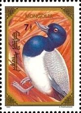 Greater Scaup (Aythya marila)