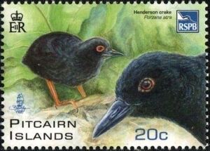 Henderson Crake (Porzana atra)