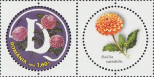 Letter D and Garden Dahlia (Dahlia variabilis)