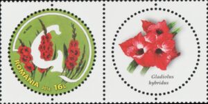 Letter G and Garden Gladiola (Gladiolus hybridus)