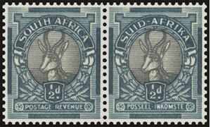 Springbok (Antidorcas marsupialis)