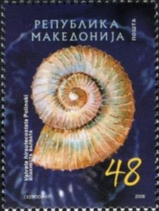 Freshwater Snail (Valvata hirsutecostata)