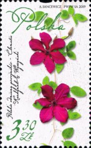 Clematis Varieties of Poland