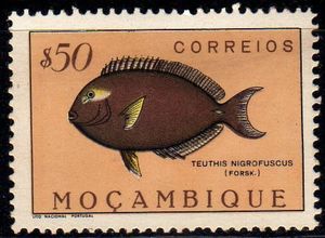 Dusky Surgeonfish (Teuthis nigrofuscus)