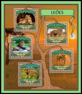 African Lion (Panthera leo)