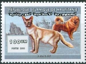 Balinese cat and Tibetan dog