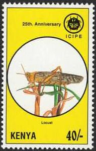 Locust (O: Orthoptera)