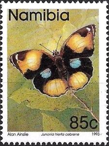 Yellow Pansy (Junonia hierta ssp. cebrene)