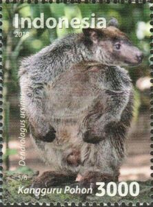 Ursine Tree Kangaroo (Dendrolagus ursinus)