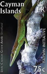 Maynard's Anole (Anolis maynardi) 