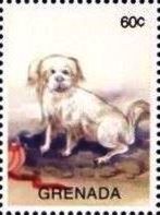 Dog (Canis lupus familiaris)