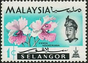 Orchids- Vanda hookeriana