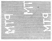 Orchids- Vanda hookeriana