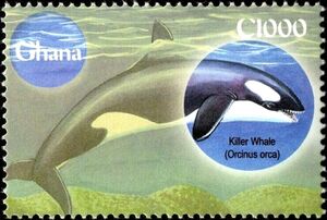 Killer Whale (Orcinus orca)