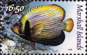 Emperor Angelfish (Pomacanthus imperator)